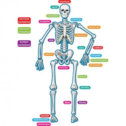 Teacher Created Resources Human Skeleton Magnetic Accents 77241